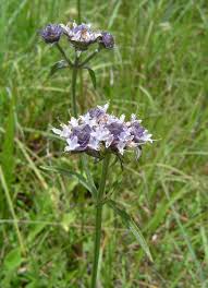 Image result for Haumaniastrum dissitifolium