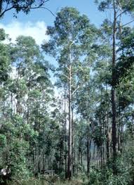 Image result for Eucalyptus cloeziana