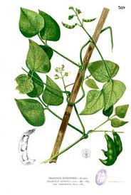 Lima plant flowers that are pollinated by bees yield about 30 percent more bean pods than those. Phaseolus Lunatus Lima Bean Sieva Bean Pfaf Plant Database