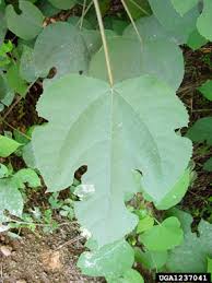 Image result for Broussonetia