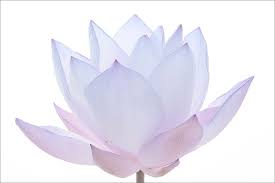 Https Flic Kr P 8fqy7a Blue Lotus Flower Img 0847 B Blue Lotus Flower Please View This Blue Lotus Flowe Blue Lotus Tattoo Blue Lotus Flower Blue Lotus