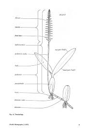 Image result for Bulbophyllum unifoliatum