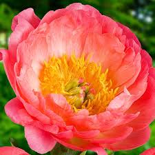 Peonies grow very well near decks and patios (as long as your deck or patio is in the sun). Peony Plants And Bulbs For Sale Online Dutch Bulbs Com