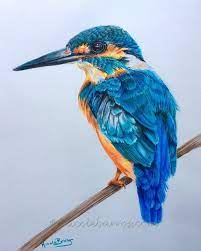 Kingfisher Print Coloured Pencil Drawing Bird Wildlife Painting Kookaburra Drawing Kingfisher Illustration Color Pencil In 2021 Color Pencil Drawing Pencil Drawings Of Nature Pencil Colour Painting