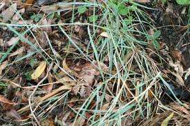 Image result for Dichanthium sericeum