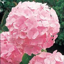 Spring Hill Nurseries 4 In Pot Forever Ever Pink Hydrangea Live Deciduous Plant Pink Flower 1 Pack 73428 The Home Depot Hydrangea Potted Plant Pink Hydrangea Hydrangea Potted