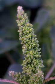 Image result for Amaranthus blitum