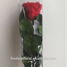 We did not find results for: Gambar Bunga Mawar Satu Tangkai Grosir Tunggal Everlasting Rose Bunga Mawar Diawetkan Dengan Batang 100 Buatan Tangan Dari Yunnan Gambar Bunga Bunga Gambar