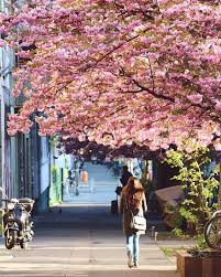 Every spring we experience an incredible japanese cherry blossom in berlin, the story beh. The Spring Map For Berlin Visitberlin De