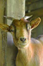 Goat Wallpaper Hd For Android Apk Download A collection of the top 30 goat iphone wallpapers and backgrounds available for download for free. goat wallpaper hd for android apk