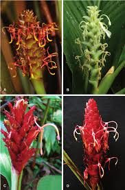 Image result for Achyrospermum laterale