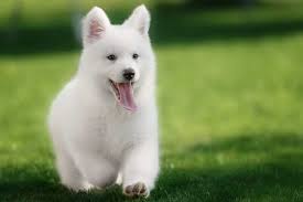 If you are wondering how long australian shepherds live, the answer can be a little bit jumbled. Meet The White Swiss Shepherd