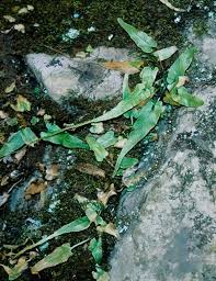 Image result for Asplenium gemmascens