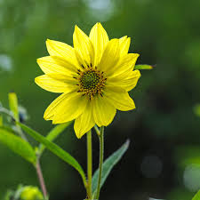 Image result for Helianthus angustifolius