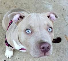 pitbulls c on twitter pitbull puppies pitbulls puppies