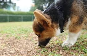 Free parking (you keep 100% of the revenue!) industry leading domain security. How To Deworm A Dog With Tobacco