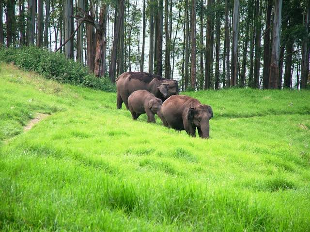 Western Ghats (Nilgiri Biosphere Reserve) Image 1