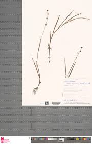 Image result for Scleria melanotricha