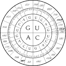 A Circular Code Table Coding Biochemistry Protein Synthesis