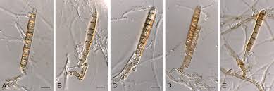 Image result for Dichapetalum rhodesicum