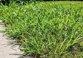 In order to control the spread of these grass weeds, you first need to understand the difference between quackgrass vs crabgrass. Crabgrass Prevention Control Lawn Care Tips Weed Man