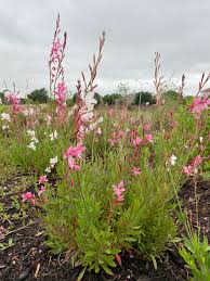 Image result for Oenothera lindheimeri