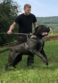 Pin On Mastiff