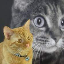 Montrose veterinary clinic is an animal hospital that specializes in preventative, medical, surgical, dental and hospitalized care for your small or large animal. Montrose Pet Hospital 62 Photos 259 Reviews Veterinarians 2444 Honolulu Ave Montrose Ca Phone Number