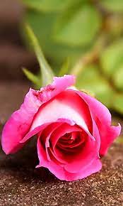 Download 480x800 Pink Rose Cell Phone Wallpaper Category Flowers Rose Flower Wallpaper Rose Flower Hd Flower Wallpaper