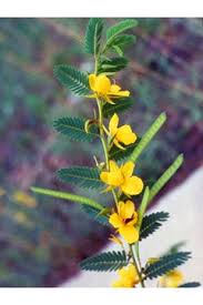 Image result for Chamaecrista nigricans