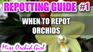 When should you repot an orchid? Complete Guide To Repotting Orchids Part 1 When To Repot Orchids Youtube