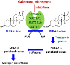 Drink plenty of fluids, especially if you are doing intense exercise or in hot. Identification Of Galeterone And Abiraterone As Inhibitors Of Dehydroepiandrosterone Sulfonation Catalyzed By Human Hepatic Cytosol Sult2a1 Sult2b1b And Sult1e1 Drug Metabolism Disposition