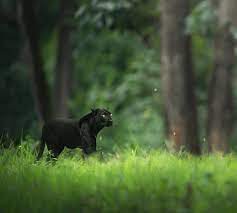 Wildlife Photographer Captures Beautiful Shots Of A Black Panther In The Jungle Panther Black Panther Panther Cat