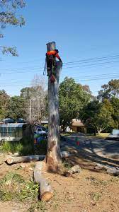 Tree Removal Wahroonga Tree Removal Garden Services Emergency Tree Removal