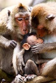 Monkey Family Animals Cute Animals Animal Pictures
