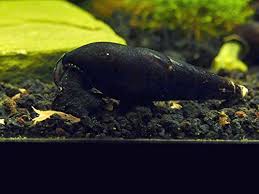 See and discover other items: Aquatic Arts 3 Live Black Devil Spike Snails Freshwater Fish Tank Algae Remover Tetra Guppy Betta Safe Snails For Aquariums Buy Online In El Salvador At Elsalvador Desertcart Com Productid 119303479
