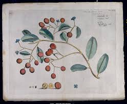 Image result for Sapotaceae