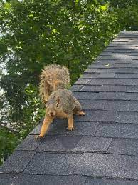 Homeadvisor's animal control cost guide provides prices for squirrel in attic removal, dead animal removal and and the cost of critter control for raccoons, yard moles pidgeons and other birds commonly nest in and around homes, most commonly under eaves and in chimneys and garages. Animal Control Wildlife Removal Cleveland Columbus Akron