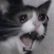 The crypto art sale simply allows the buyer to operate as a collector of sorts — as the owner of a digital piece of art based. Cat Meme Gifs Tenor
