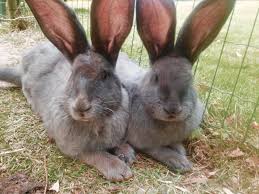 Chilling With My Bff Cute Bunny Cute Animals Therapy Animals