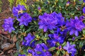 Rhododendron Blue Baron Flowering Trees Rhododendron North Garden