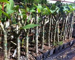 Frangipani Plumeria Plumeria Care Propagating Plants Plumeria Tree