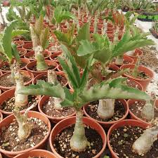 Image result for Cyphostemma jaegeri