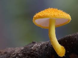 Le Monde Extraordinaire Des Plus Rares Especes De Champignons Stuffed Mushrooms Yellow Mushroom Mushroom Pictures