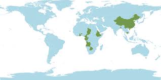 Image result for Hackelochloa granularis