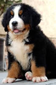 Bernese mountain dog rescue/rehome of northern california. Fluffy Bernese Mountain Dog Puppies Novocom Top