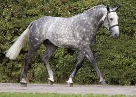 Tulleys Court Irish Draught Stallion Irish Sport Horse Horses Dapple Grey Horses
