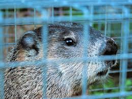For more bait options and expert tips, read how to: 12 Effective Ways To Get Rid Of Groundhogs For Good Dengarden