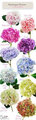 Hydrangea Colors Hydrangea Colors Flower Garden Flower Arrangements