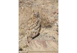 Image result for Bubo